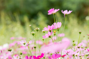 pink flowers in the field