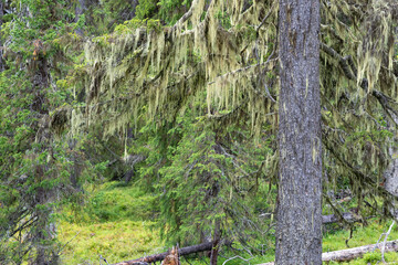 Lichen in old growth mountain spruce and pine forest