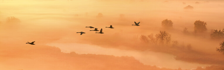Autumn landscape - a flock of swans flies in the morning fog over the river valley, panorama, banner