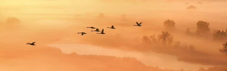 Fotobehang Autumn landscape - a flock of swans flies in the morning fog over the river valley, panorama, banner © rustamank