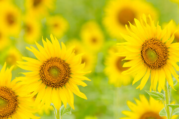sunflower field in summer