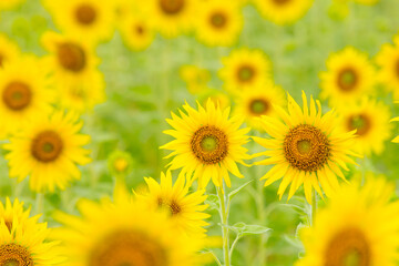 field of sunflowers