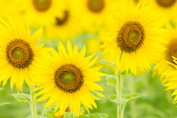 Fototapeta premium A large group of sunflowers for use as wallpaper.