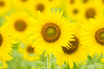 sunflowers in a field