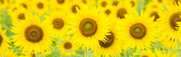 A large group of sunflowers for use as banner.