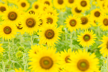 A large group of sunflowers for use as wallpaper.