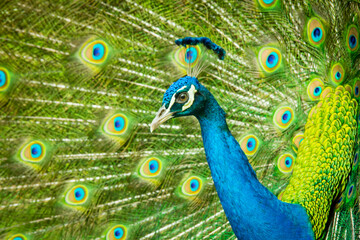 Fototapeta na wymiar The male peacock has a beautiful tail in the background.