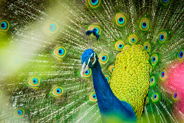 Fototapeta na wymiar close up of peacock