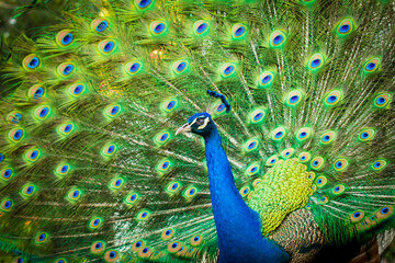 Fototapeta premium The male peacock has a tail in the background.