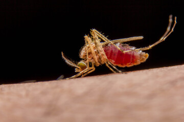 Super macro shot of an Aedes aegypti feeding on human skin. which causes dengue fever, Zika virus, malaria