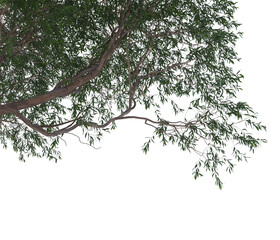 Eucalyptus Ovata, Swamp Gum, Black Gum, light for daylight, easy to use, 3d render, isolated