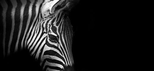 Fototapeta na wymiar Close-up view of a zebra on a black background, banner in black-and-white color with copy space for text
