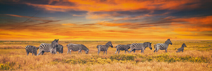 Summer landscape on the sunset, banner, panorama - view of a herd of zebras grazing in high grass. Wildlife scene from nature - obrazy, fototapety, plakaty