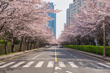 Cherry Blossom at Haeundae Dalmajigil Road, Busan South Korea