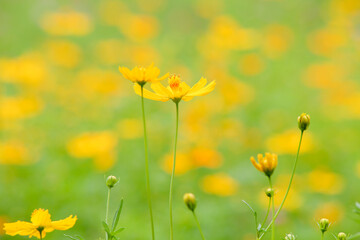 beautiful nature of yellow flowers