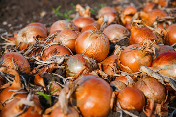 Harvesting onions. Onions on an agricultural field in a line are ready for harvesting with the help of an agricultural combine