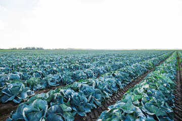 Fototapeta premium Cabbage is grown in field. Cabbage heads
