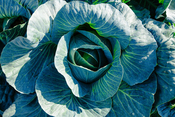 Obraz premium Cabbage is grown in field. Cabbage heads