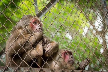 Monkeys or gibbons are kept in cages in animal exhibit areas. Gibbons seek freedom outside of their...