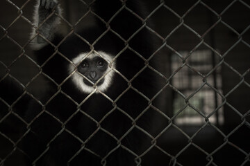 Gibbons have a sad and lonely expression. behind cages in a darkened station, demanding freedom of wildlife, combating wildlife trafficking