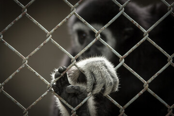 Close up hand of monkey in cage. The illegal wildlife trade problem. Gibbons confined to solitary cages show depressive loneliness,  wildlife trade.