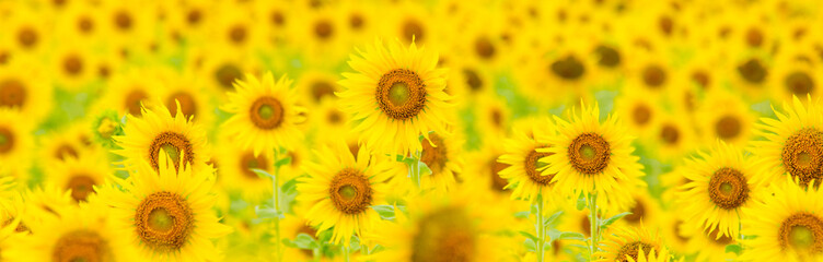 Obraz premium background of sunflower
