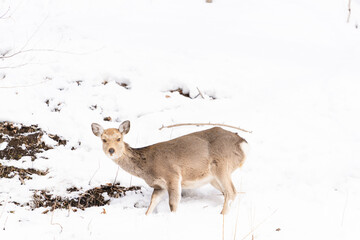 野性の鹿