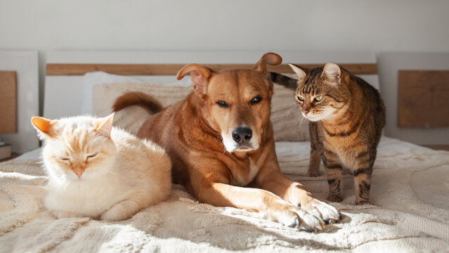 Red mixed breed dog tabby and pale cats together on bed