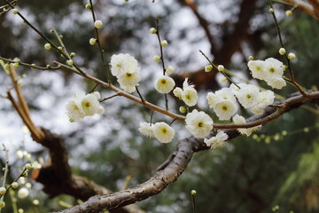 梅の花　緑萼（りょくがく）