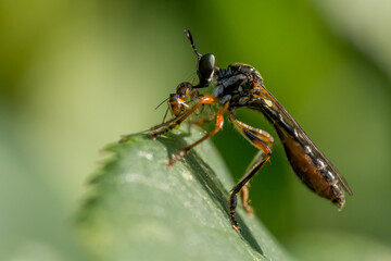 Naklejka premium Insekten, groß frisst klein