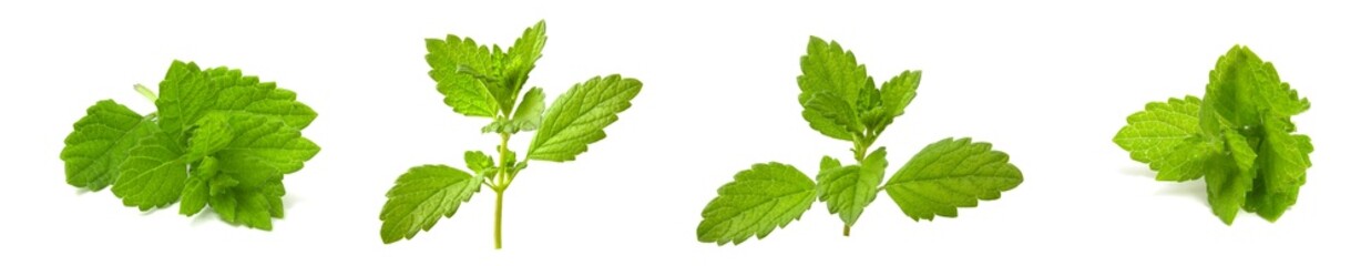Lemon balm, a universal plant used for medicinal purposes. Mix collage of sprigs of lemon balm isolated on white background, perfect for any design solutions. - obrazy, fototapety, plakaty