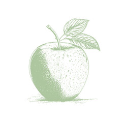 Apple fruit vector illustration. Engraved organic food hand drawn sketch engraving illustration. Black white apple isolated on white background.