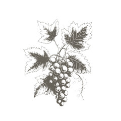 Obraz premium Hand drawn grapes sketch. Wine vine close up outline, leaves, berries. Black and white clip art isolated on white background. Antique vintage engraving illustration for design wine.