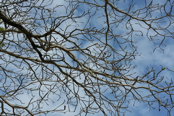 A tree whose leaves have fallen completely. In the spring the leaves drop until only the branches remain. View from under the tree up to the bright blue sky. Dead trees have no leaves.
