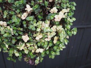 Sedum makinoi 'Ogon' is a succulent with bright green and yellow leaves that are grown in pot strimmed to form a round bush.It is a plant that retains water in roots, leaves or stems plump and soft
