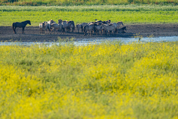 Wild-living Konik horses © Staffan Widstrand