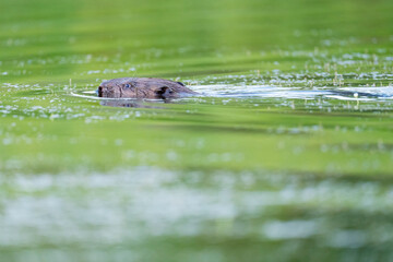Eurasian Beaver in the water