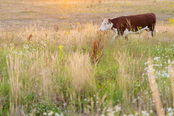 Hereford beef cattle in a summer landscape