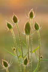 Fuller's teasel