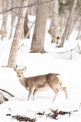 野生の鹿