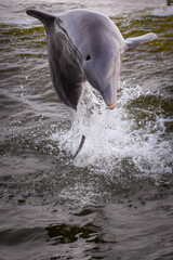 Bottlenose Dolphin jumping out of the ocean water.