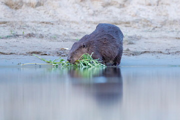 Fototapeta premium Eurasian beaver on the riverside