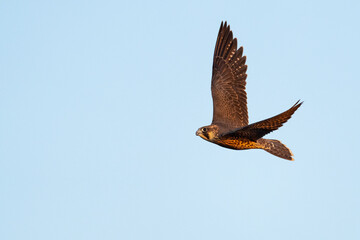 Young Peregrine falcon fly