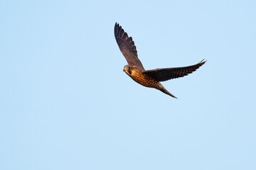 Young Peregrine falcon fly