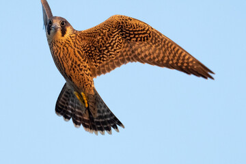 Young Peregrine falcon fly