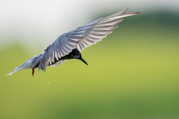 Obraz premium Black tern fly with green background
