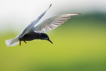 Black tern fly with green background