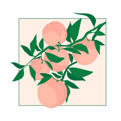 Seamless peach fruit pattern. Vector illustration of fruits. Summer tropical endless background. Vector design of fruits for labels, fabrics, packaging.