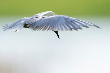 Black tern fly with green background