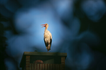 White stork